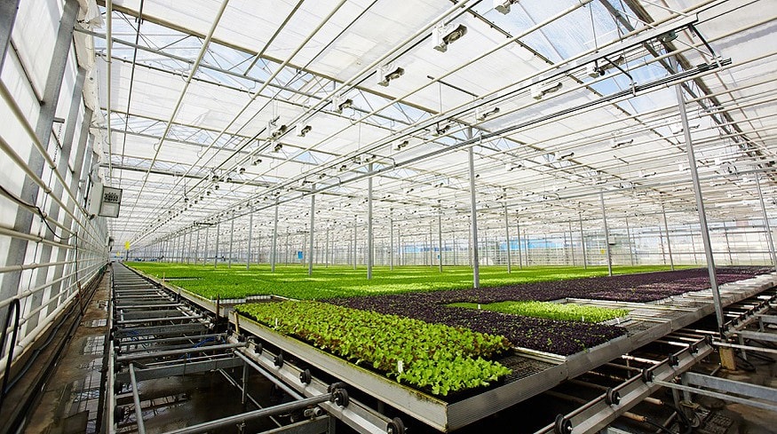 Russian scientists created a new fertilizer for growing plants in the Arctic