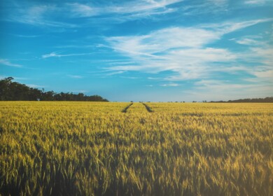 Mosaic Announces Quarterly Dividend of $0.20 Per Share