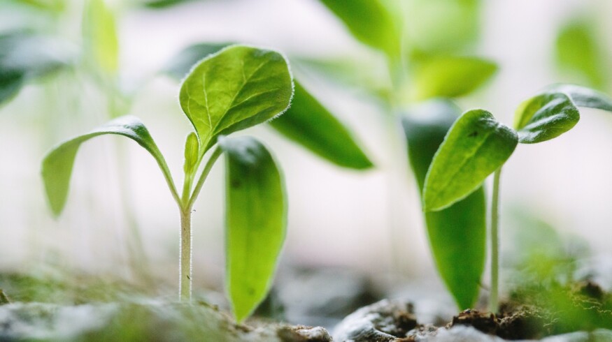 Heirloom Seeds: Preserving Cultural Heritage and Biodiversity