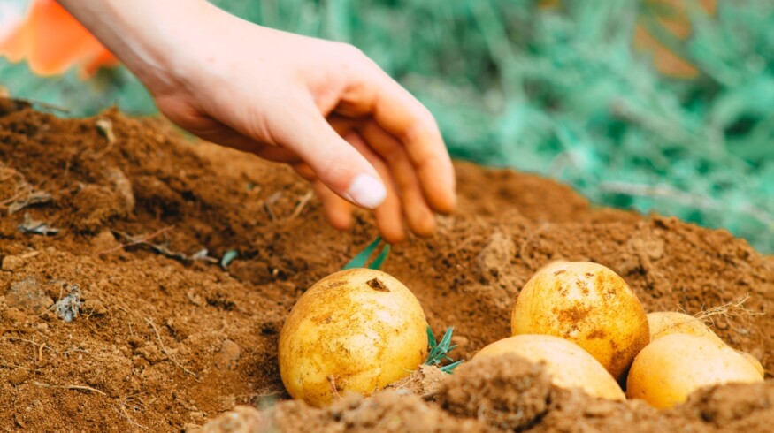 Fertilizers Rich in Calcium, Magnesium, and Zinc Improve Potato Farming, Says Egypt’s Mansoura University