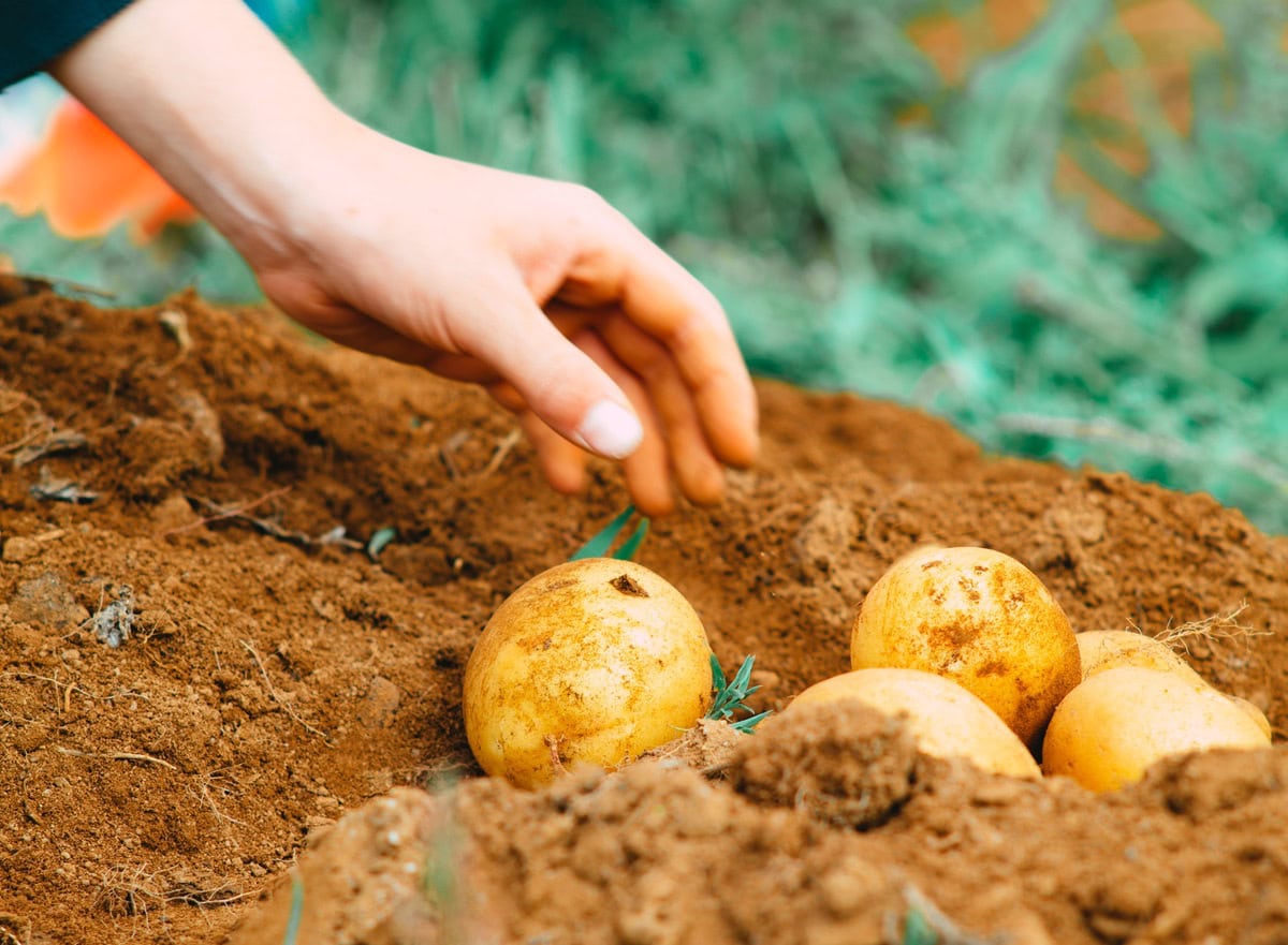 Fertilizers Rich in Calcium, Magnesium, and Zinc Improve Potato Farming, Says Egypt’s Mansoura University