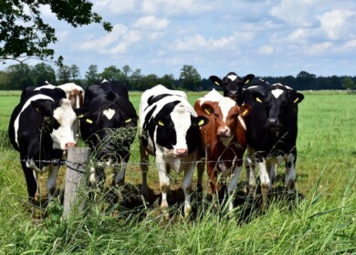 Wisconsin Farmer Says Manure-Based Composting is Organic and Sustainable