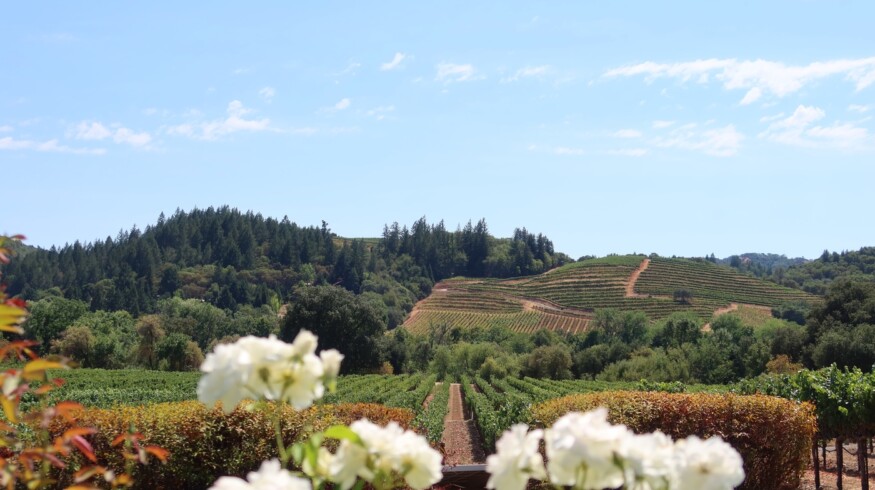 Napa County Blocks Le Colline Vineyard Project Due to Environmental Concerns