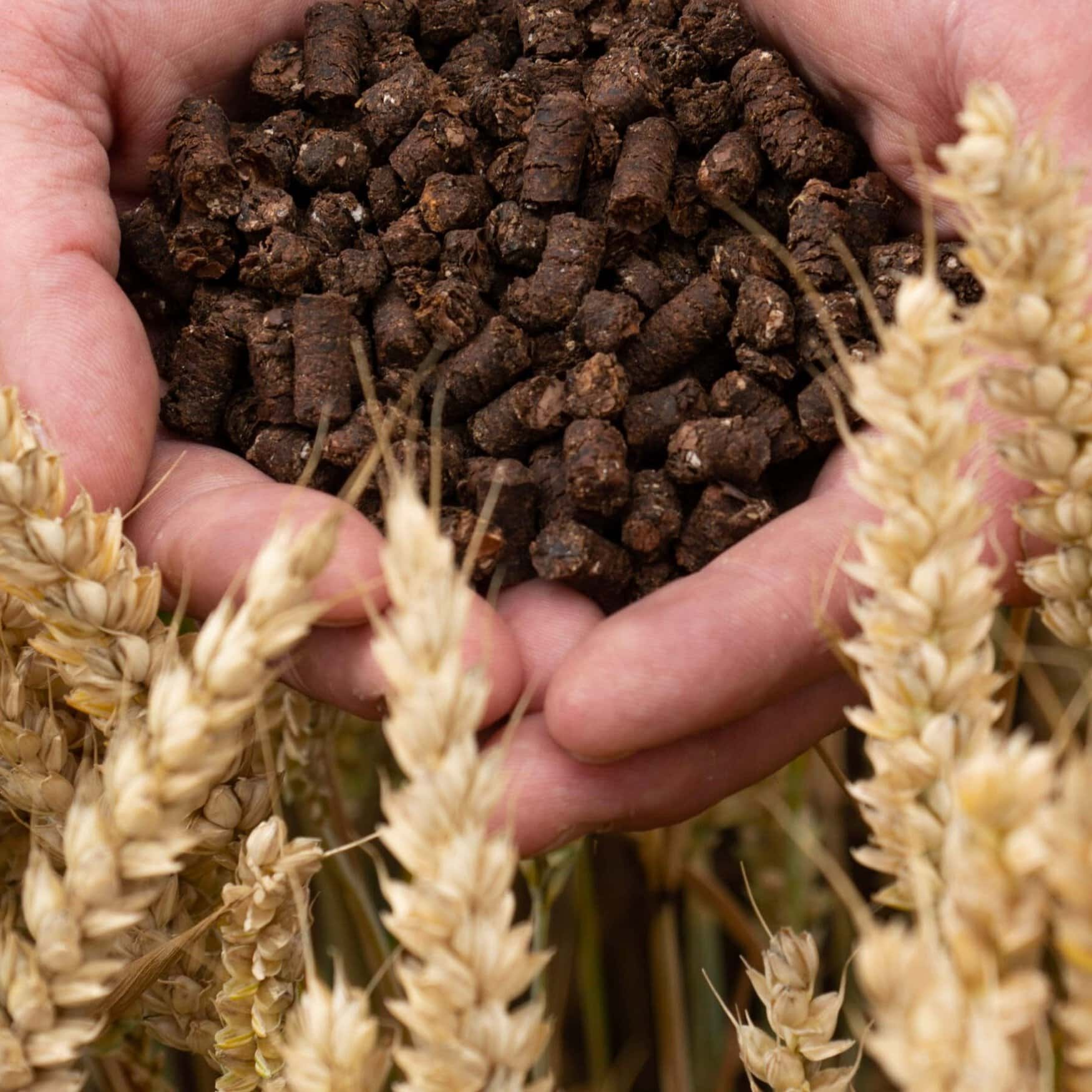 Nestlé and Cargill’s Sustainable Venture: Turning Cocoa Husks into Low-Carbon Fertilizer