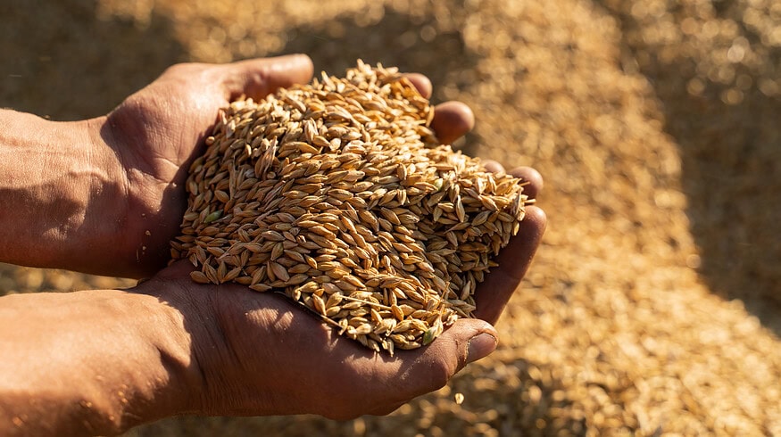 Indonesian Food Agency Sees Opportunity in Rising Grain Prices
