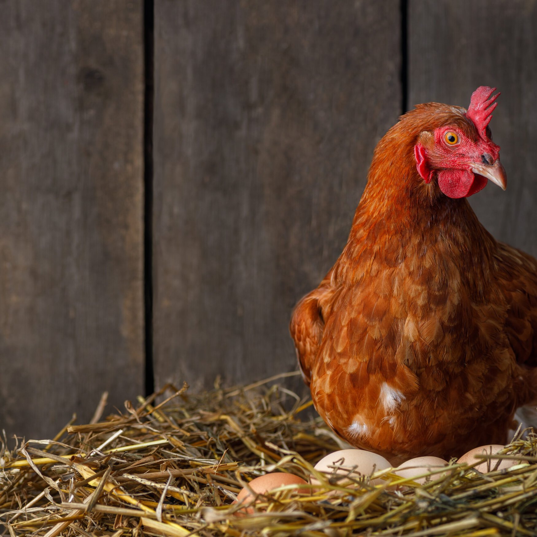 Indian Farmers Switch to Organic Poultry Farming For Increased Income