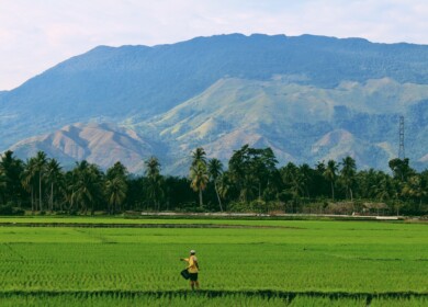 Indonesia Faces Loss of 1.2 Million Tons of Rice Due to El Nino