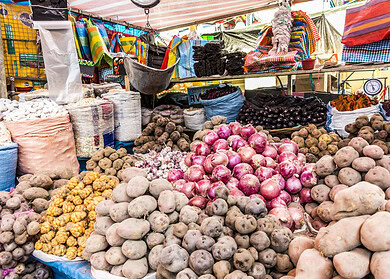 From the Andes to the table: the quest to safeguard potato diversity amid climate woes