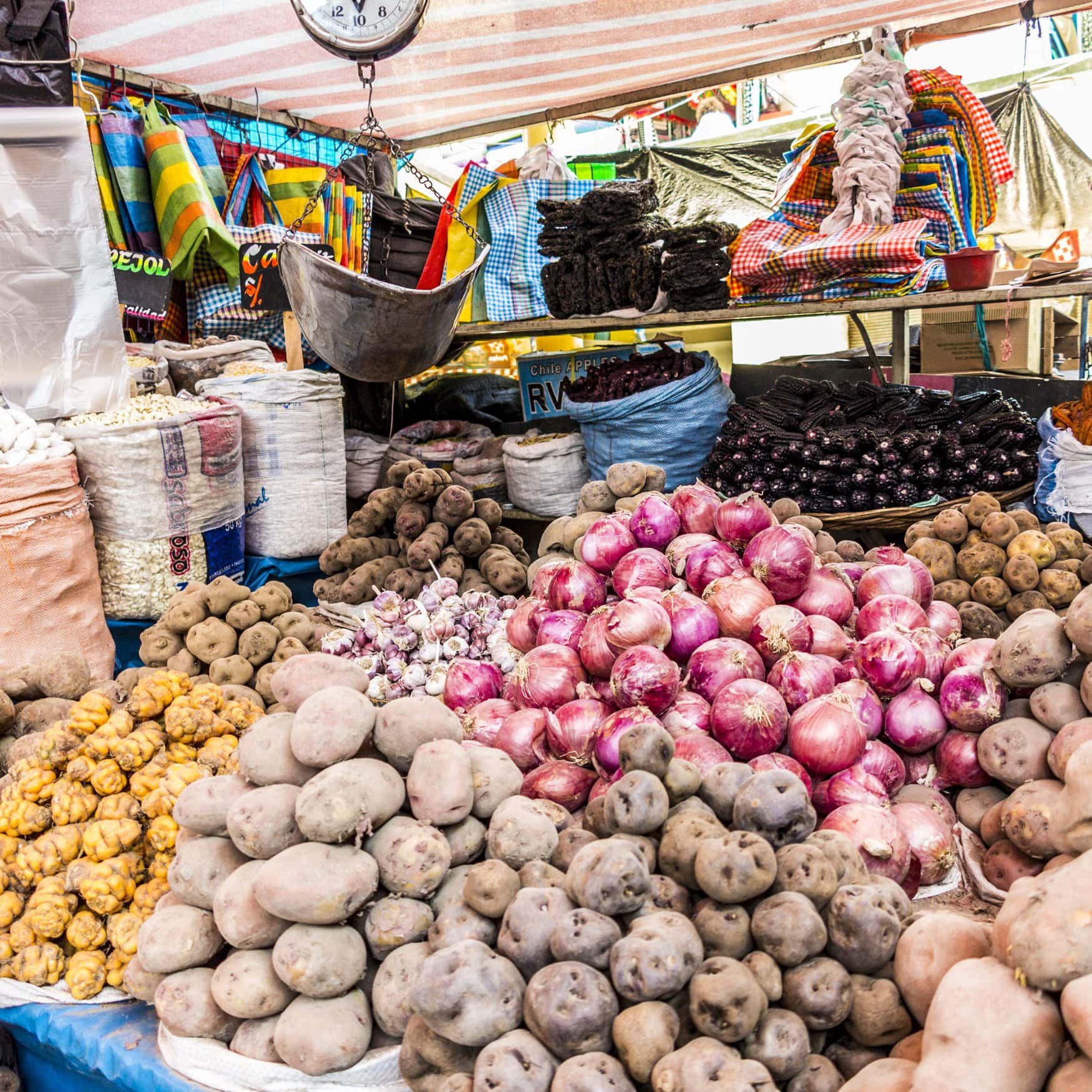 From the Andes to the table: the quest to safeguard potato diversity amid climate woes