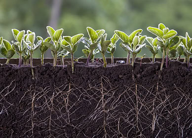 GMCO agronomist revolutionized fertilizer application with Nitro-Mag mixture