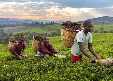 OCP Group, TDB and MIGA joined forces to strengthen food security in Africa