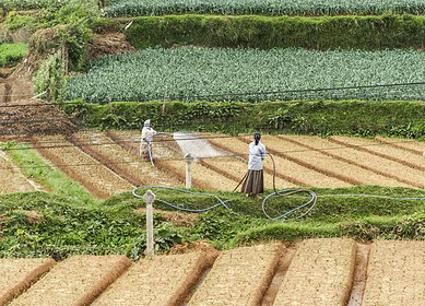 Sri Lanka will produce own Single Super Phosphate for domestic use