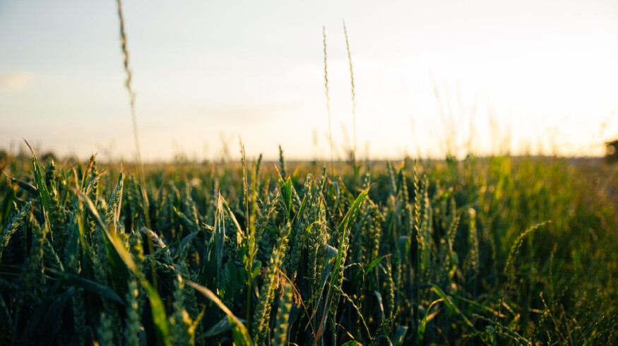 Atome Energy moving forward with planned green ammonia facility in Paraguay