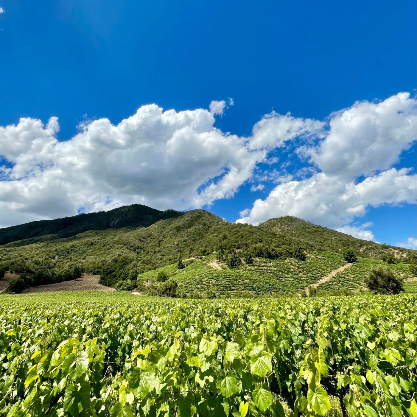 Chile bans 14 groups of pesticides