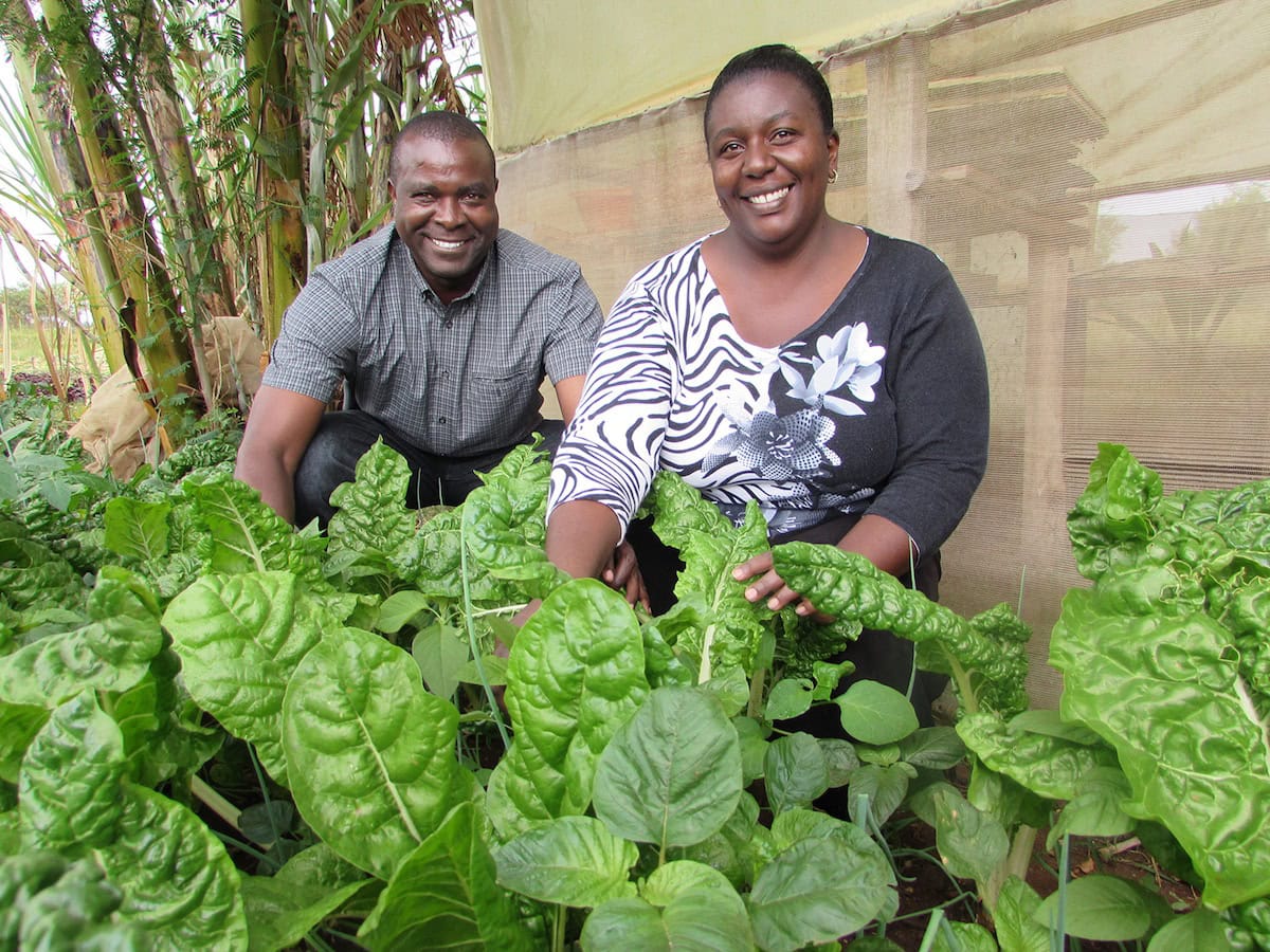 Kenyan farmers embrace organic farming for enhanced yield and soil health