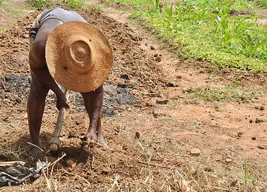 Dry season gardening: Ghana’s vital response to climate change