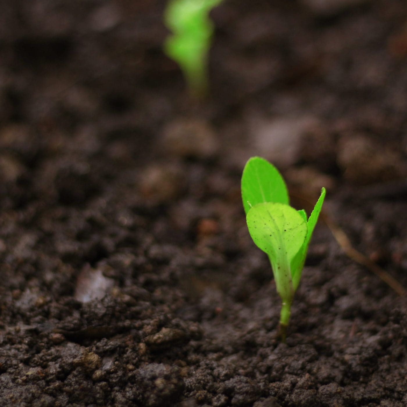 Lucent Bio secures over $3.6mn to bring seed-treatment tech to market