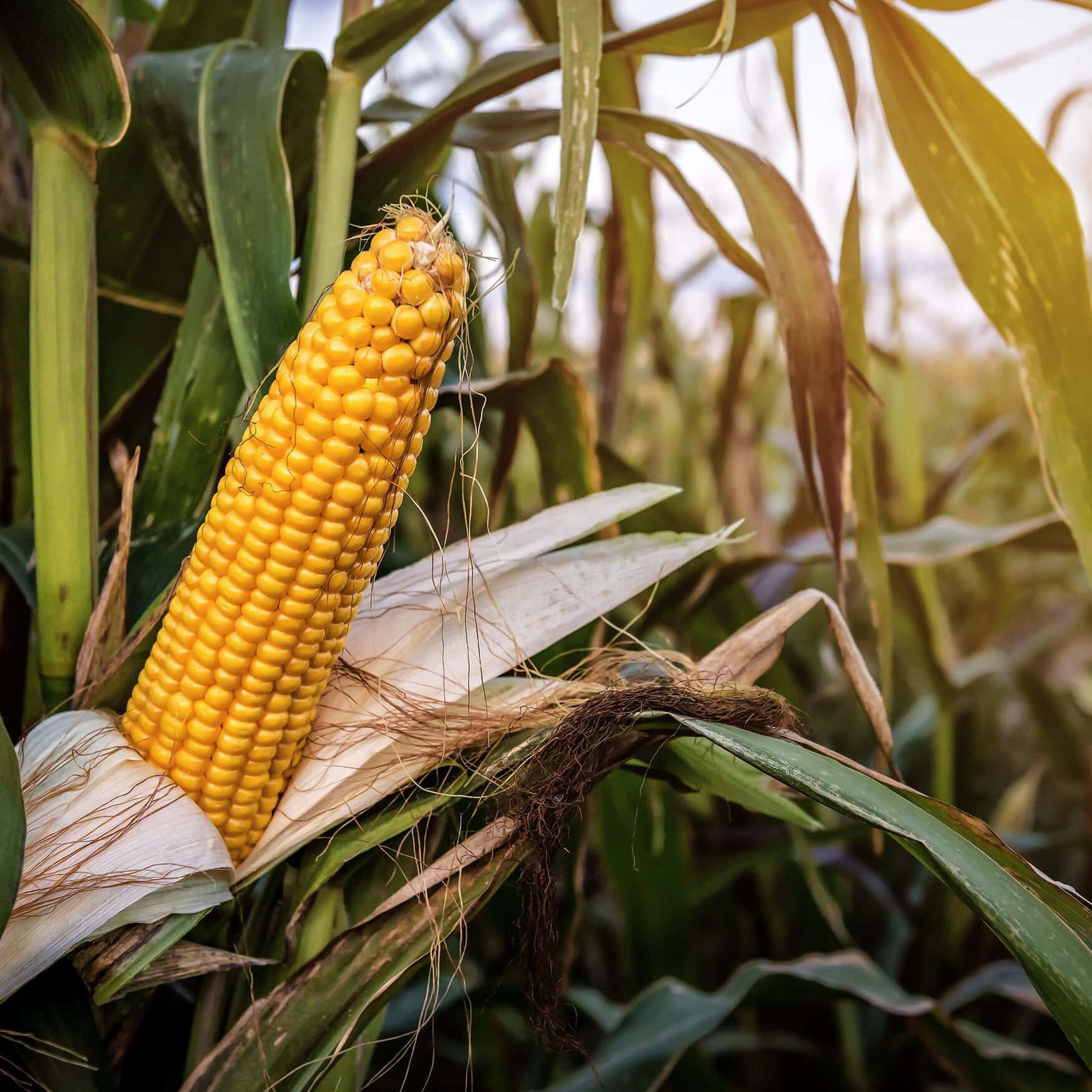 Researchers used brewery waste and NPS fertilizer to boost maize yield in Ethiopia