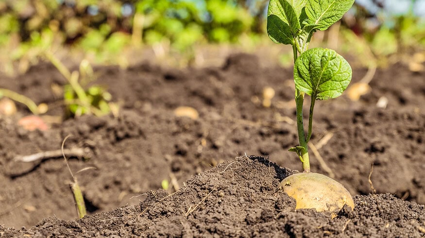 Potato growers utilize AI for real-time nutrition monitoring