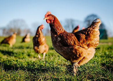 Pakistan Poultry Association forges a partnership with its US peer