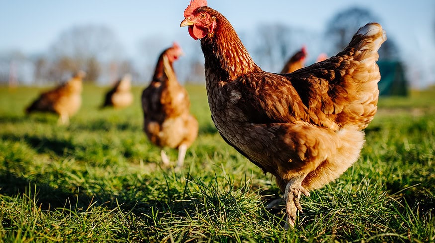 Pakistan Poultry Association forges a partnership with its US peer