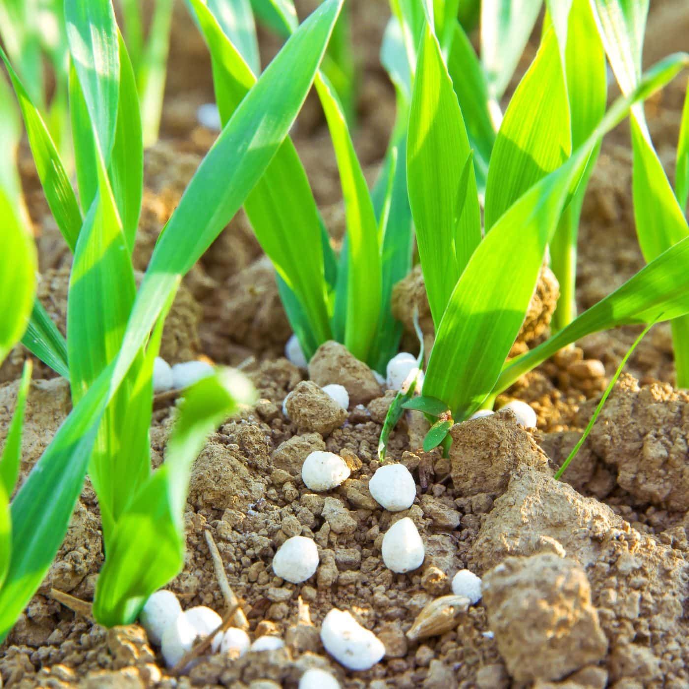 Rwanda inaugurates fertilizer blending plant