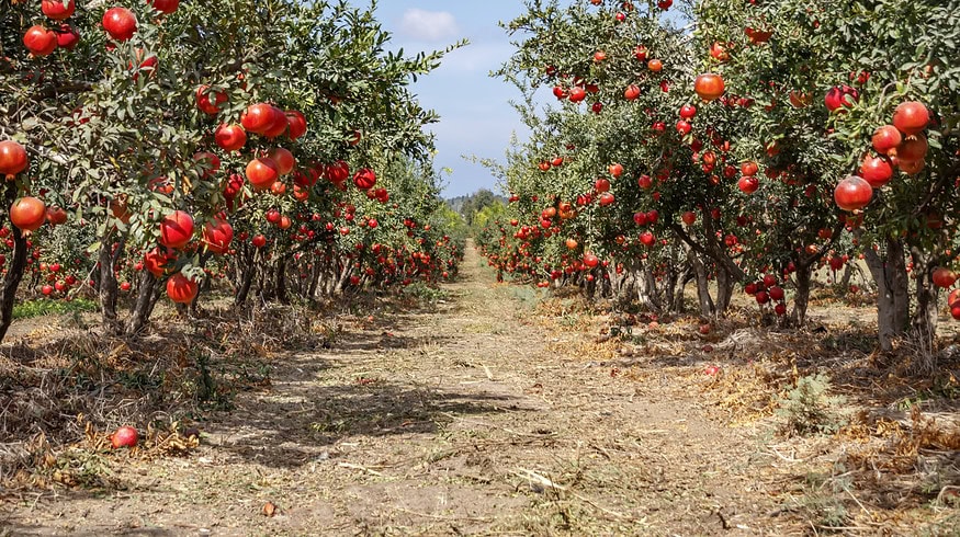 Emergency fund seeks to rebuild Israeli farming communities