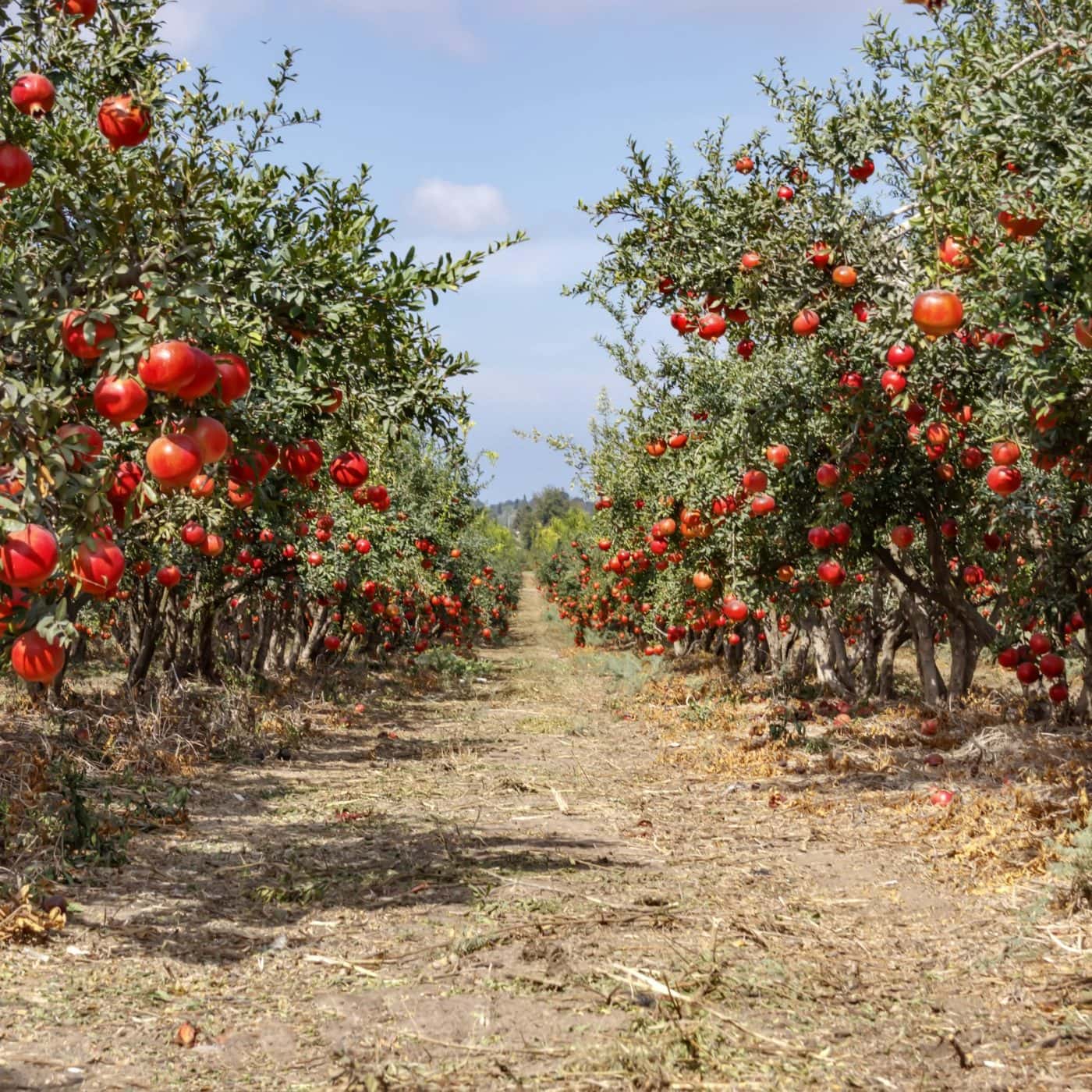 Emergency fund seeks to rebuild Israeli farming communities