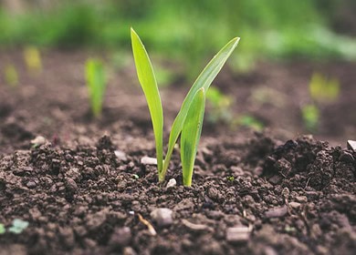 Osaka University showcased biodegradable soil moisture sensor