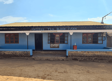 Agriterra’s collaboration with Tanzanian tea farmers yields notable success