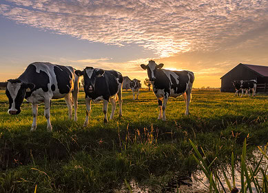 Bion Environmental Technologies introduces new livestock waste Ammonia Recovery System