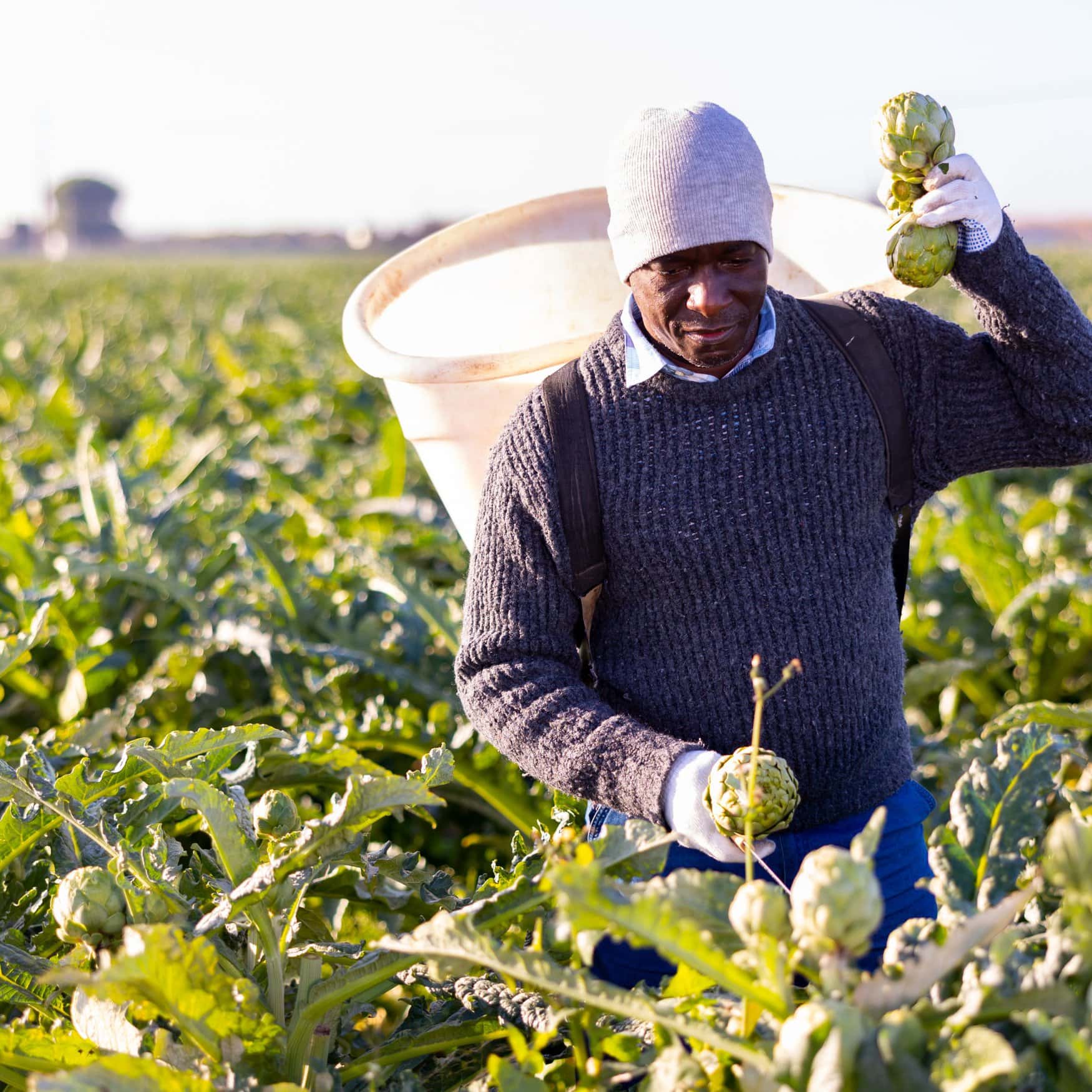 Swedfund boosts Kenyan agriculture with pivotal support for smallholder farmers