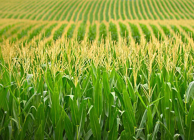 CHS to build fertilizer storage facility in Minnesota