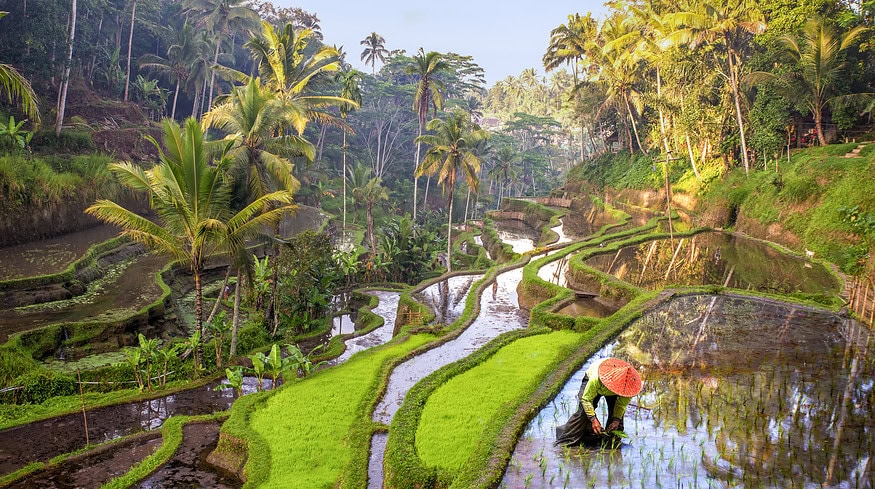 Indonesia plans to increase fertilizer subsidies for 2024