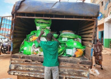 Fertilizer funding promotes growth of Ivory Coast’s cocoa farms