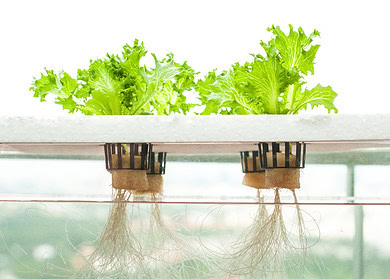 Japanese researchers unveil plasma-powered disinfection for hydroponic plants
