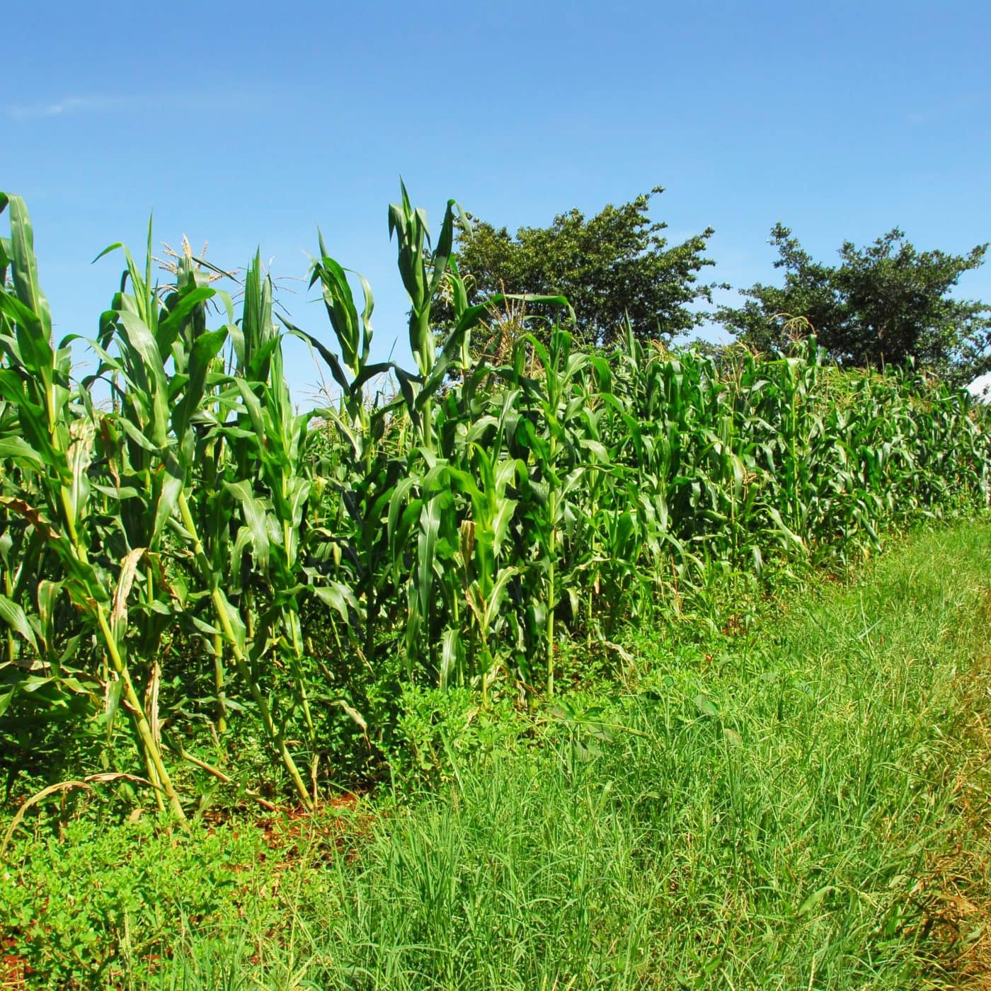 Kenya to import 12.5 million bags of fertilizer