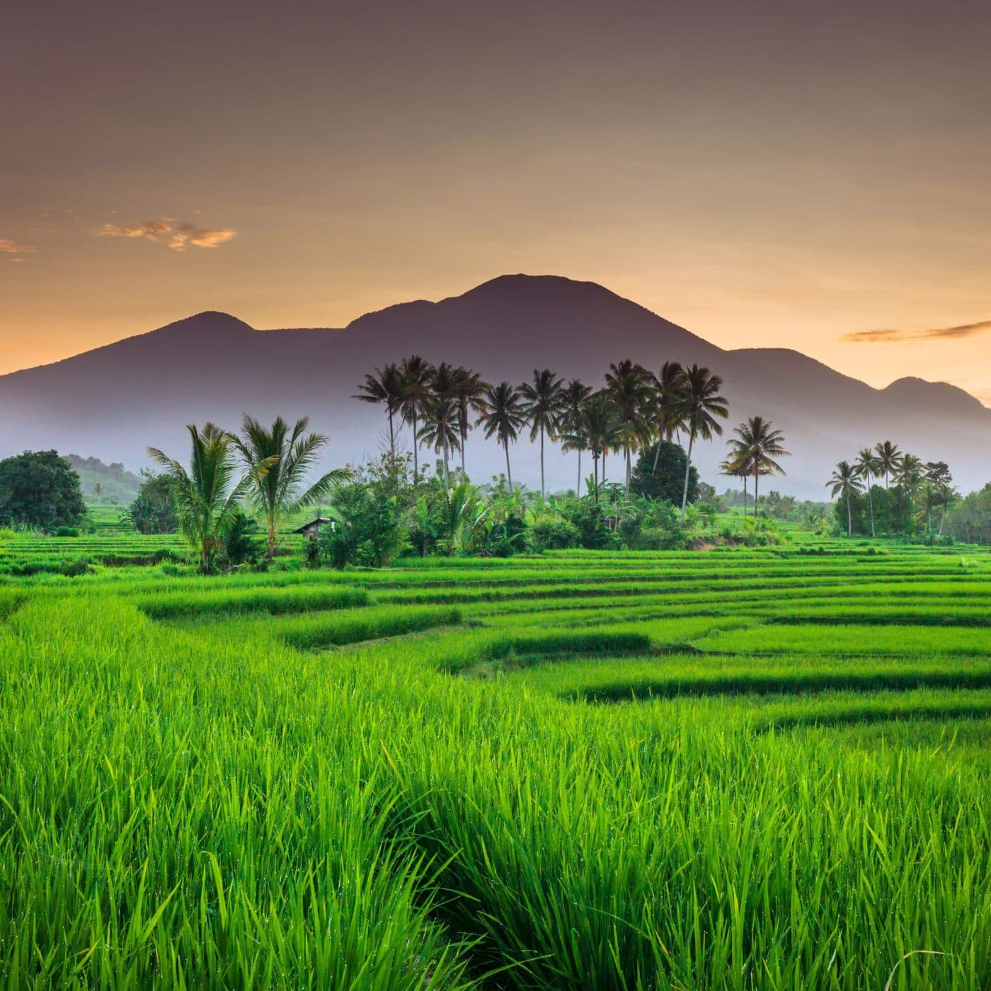 PT Pupuk Indonesia to invest $6.4bn in fertilizer plants