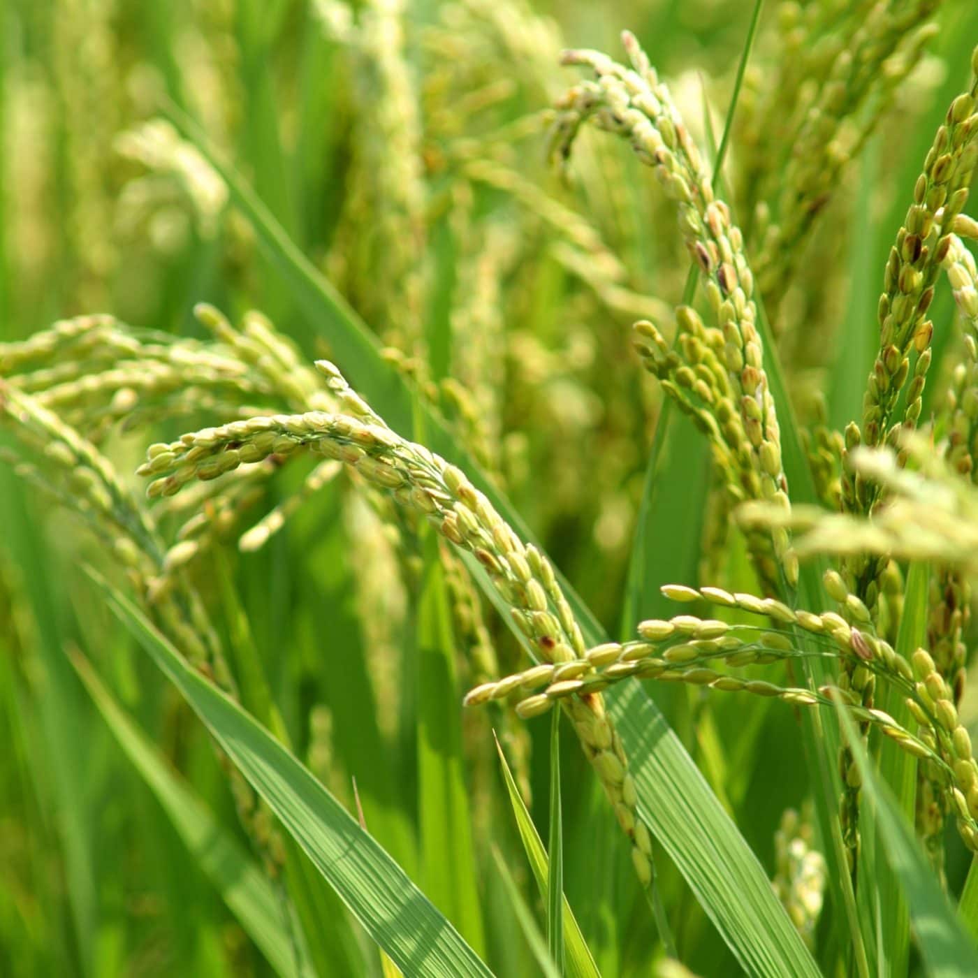 African Development Bank to support Indorama’s Nigeria expansion plans