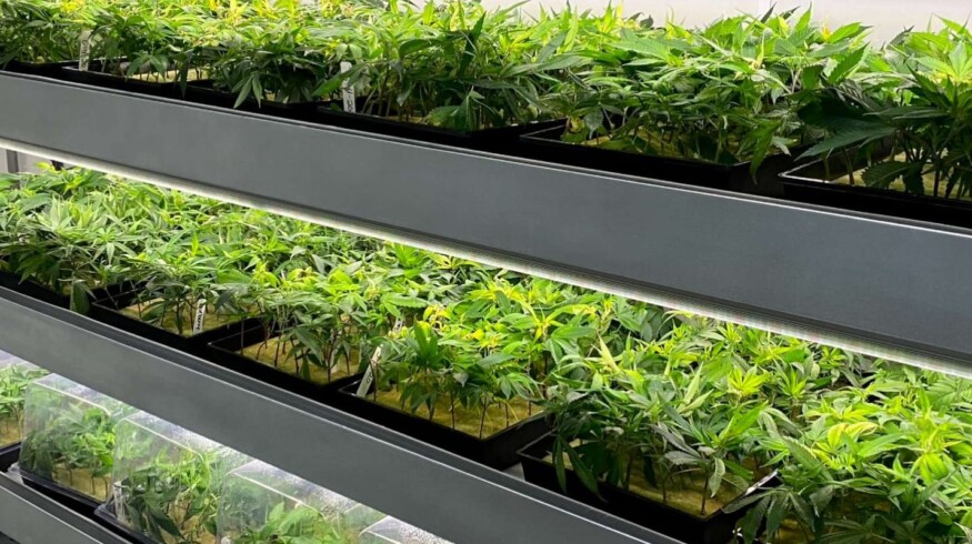 Agrify celebrates leafy green research breakthrough with University of Georgia