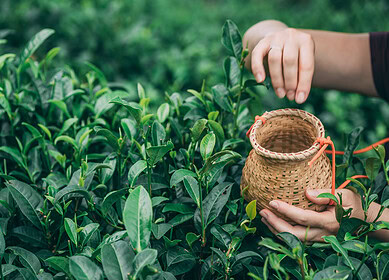 New technologies energize tea industry in China’s Guizhou Province