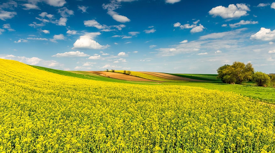 Bayer aims to launch first bioinsecticide for arable crops