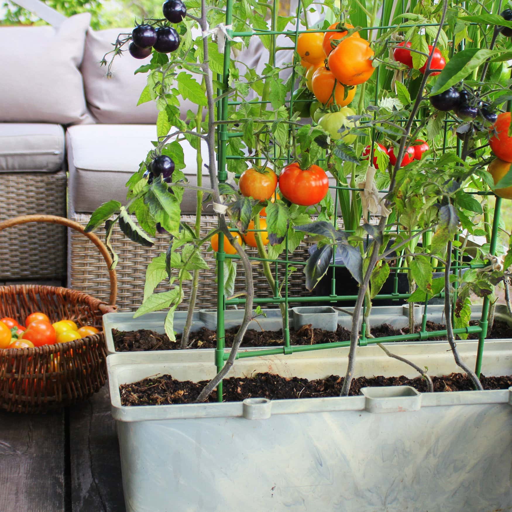 Urban gardeners can benefit from growing fruit in containers