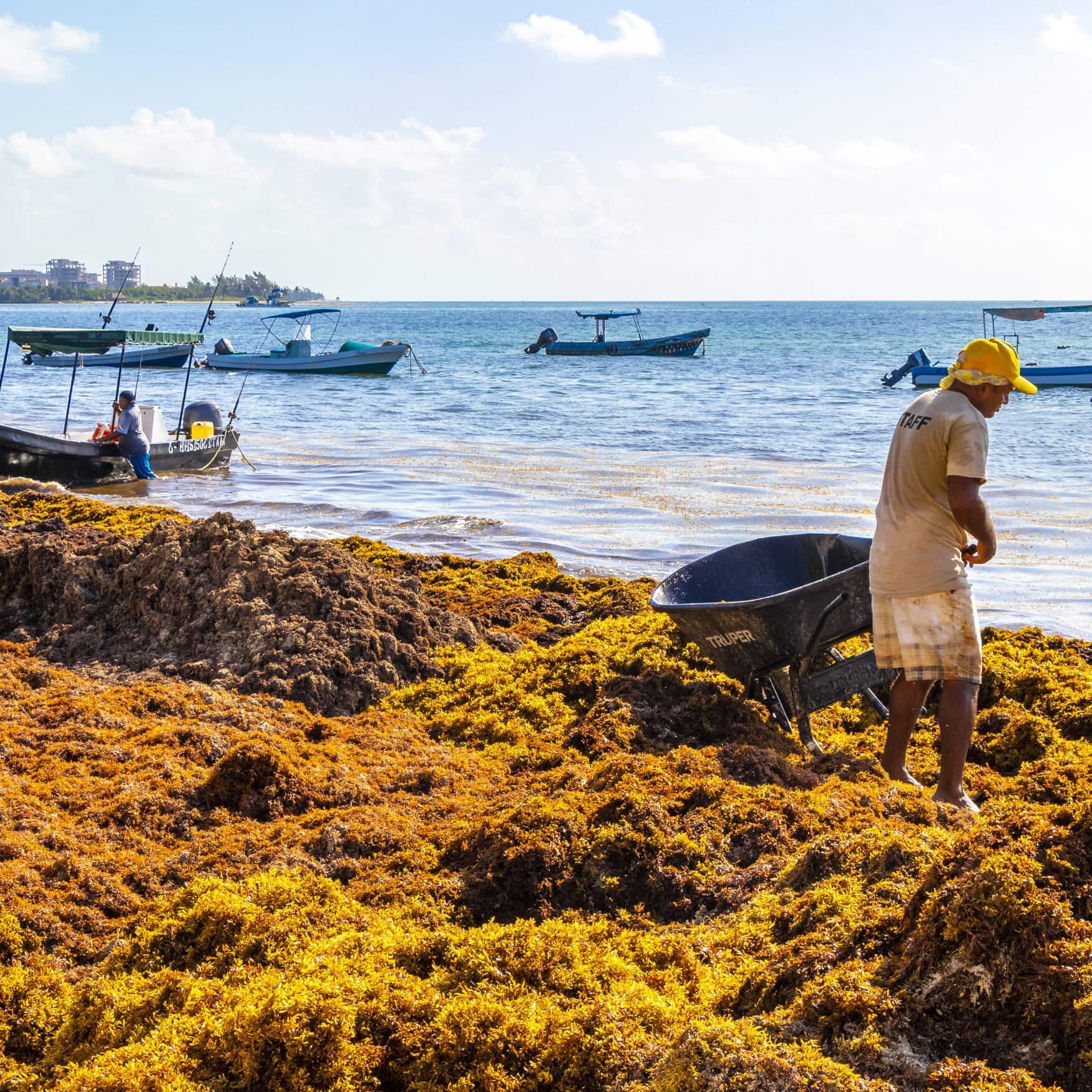 Sargassum in the Caribbean: turning seaweed crisis into economic opportunity?