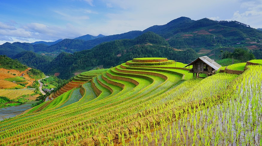 Innovative farming techniques reduce methane emissions in Vietnam