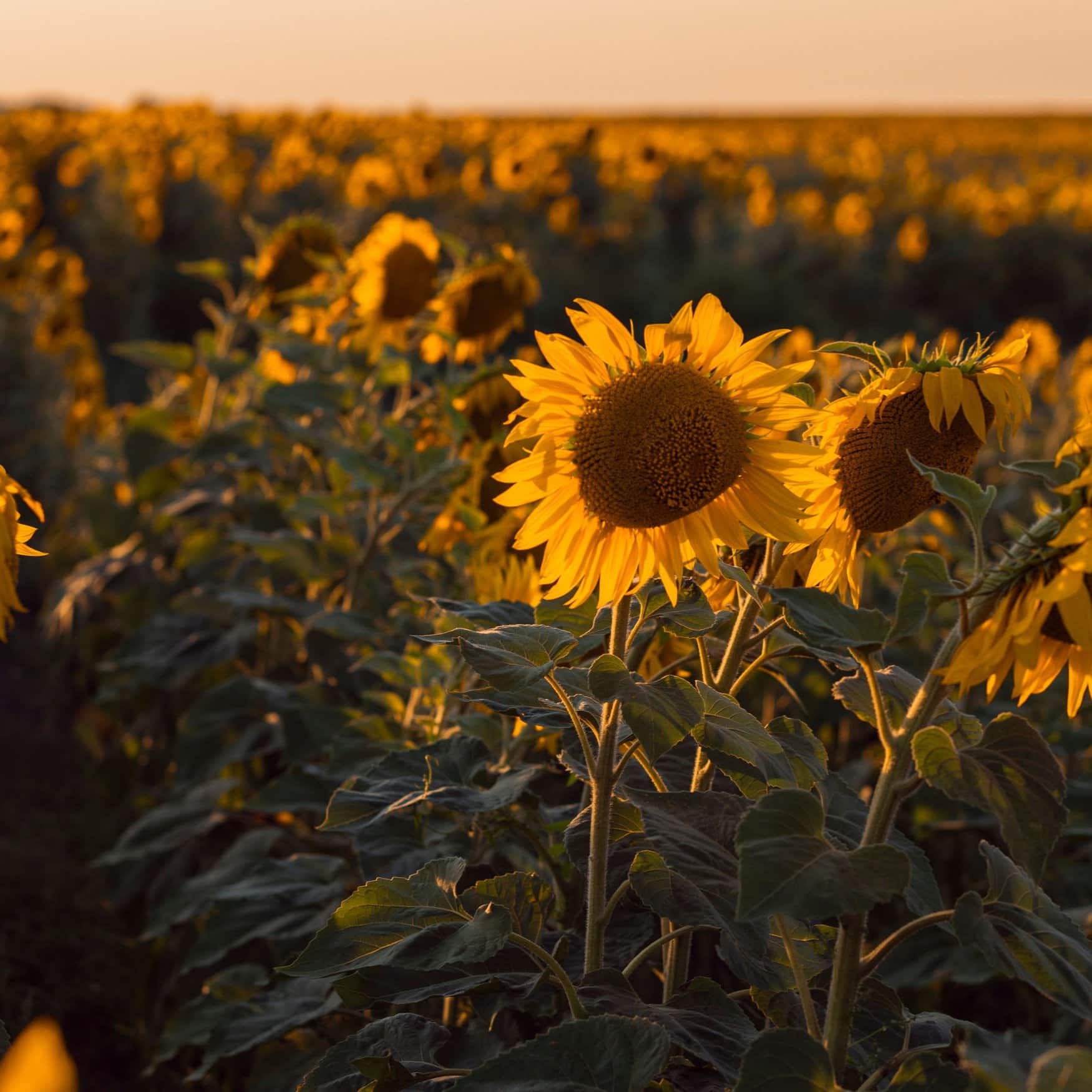 Canada announces major funding of $8.1mn for crop diversification research