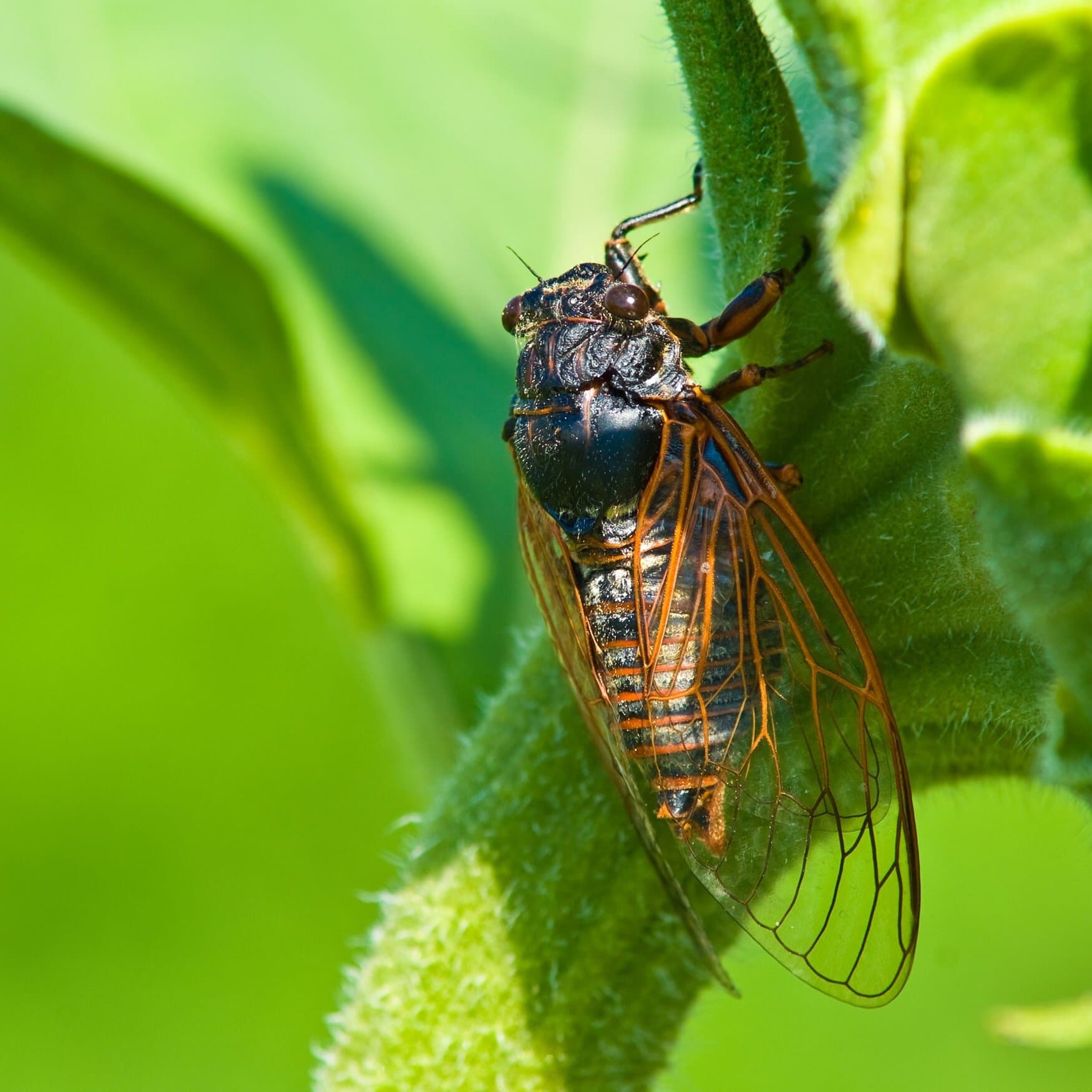 Illinois hit by historic cicada wave