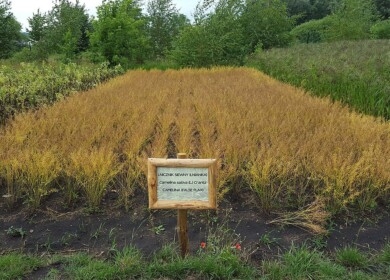 Cargill and University of Minnesota team up for groundbreaking winter camelina and pennycress research