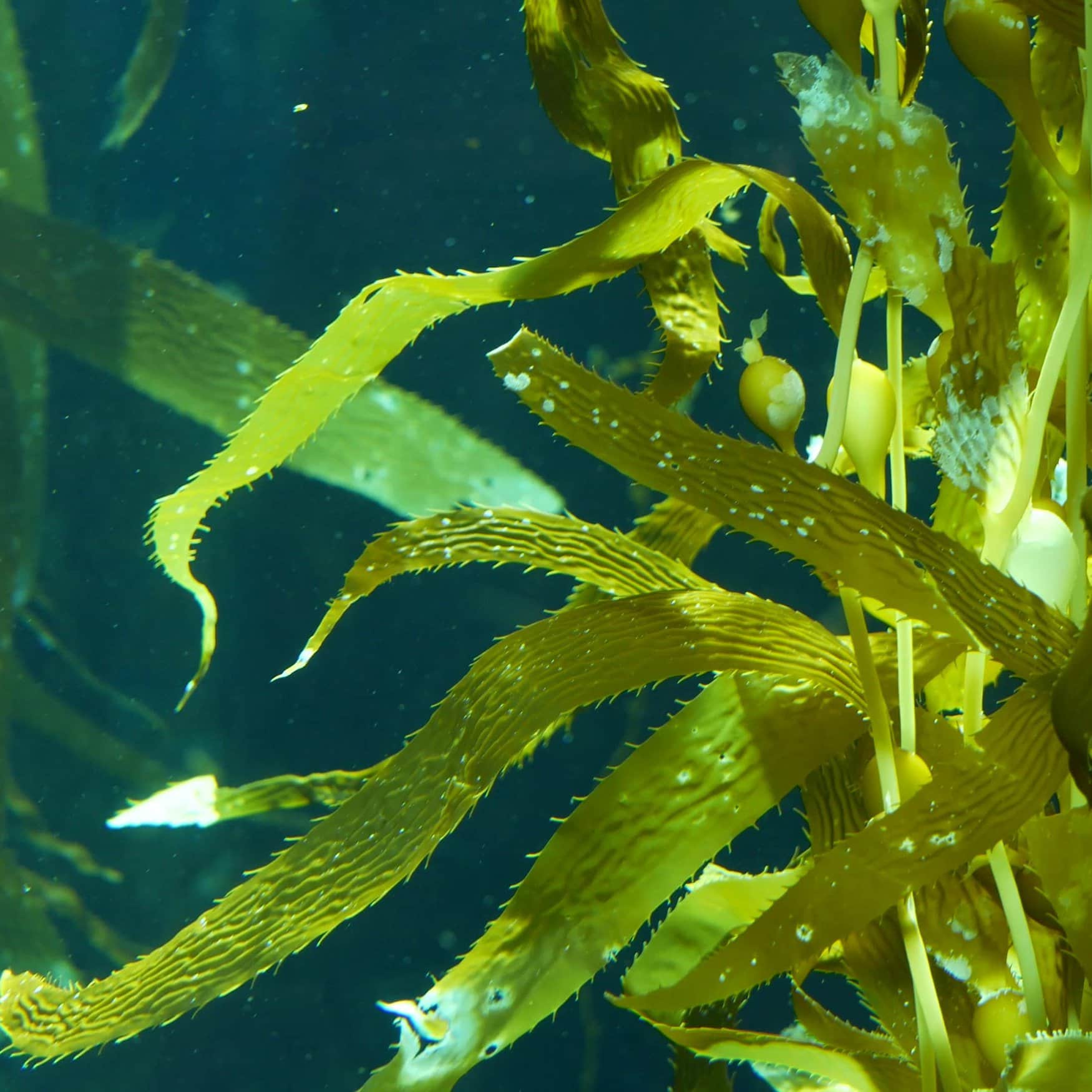 Gardener advocates seaweed as a superior soil nutrient and natural pest repellent