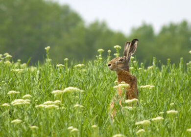 England’s wildlife flourishes under nature-friendly farming initiatives